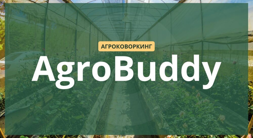 эко-стартап, презентация для инвестора, визуализация бизнес-идеи, дизайн слайдов